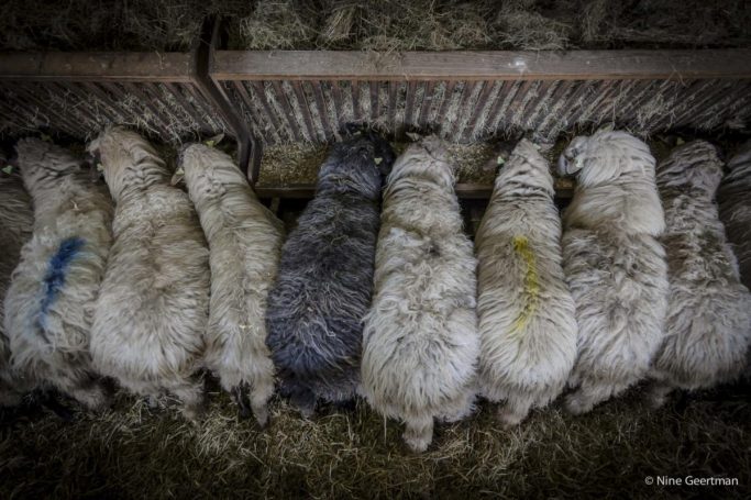 De kudde Schoonebekers